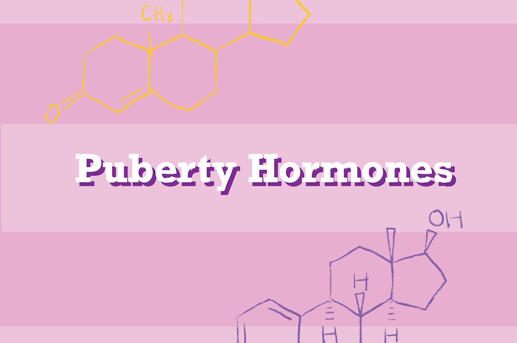 Hormones During Puberty Hormones during puberty