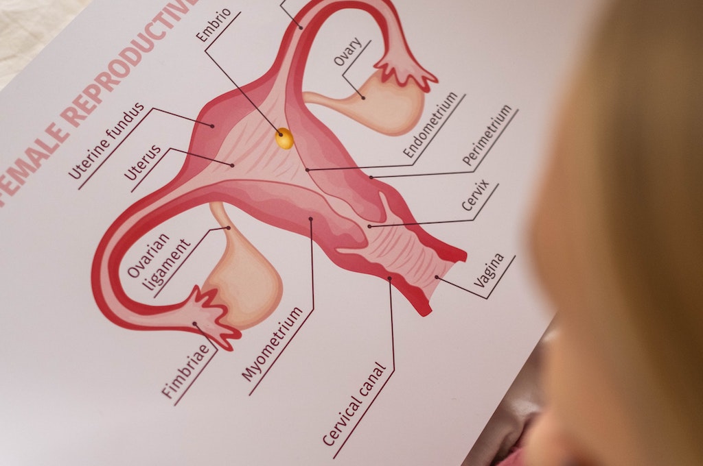 What Are the Parts of the Female Reproductive System?